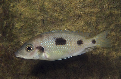 Otopharynx sp. 'heterodon longnose' Thumbi Point